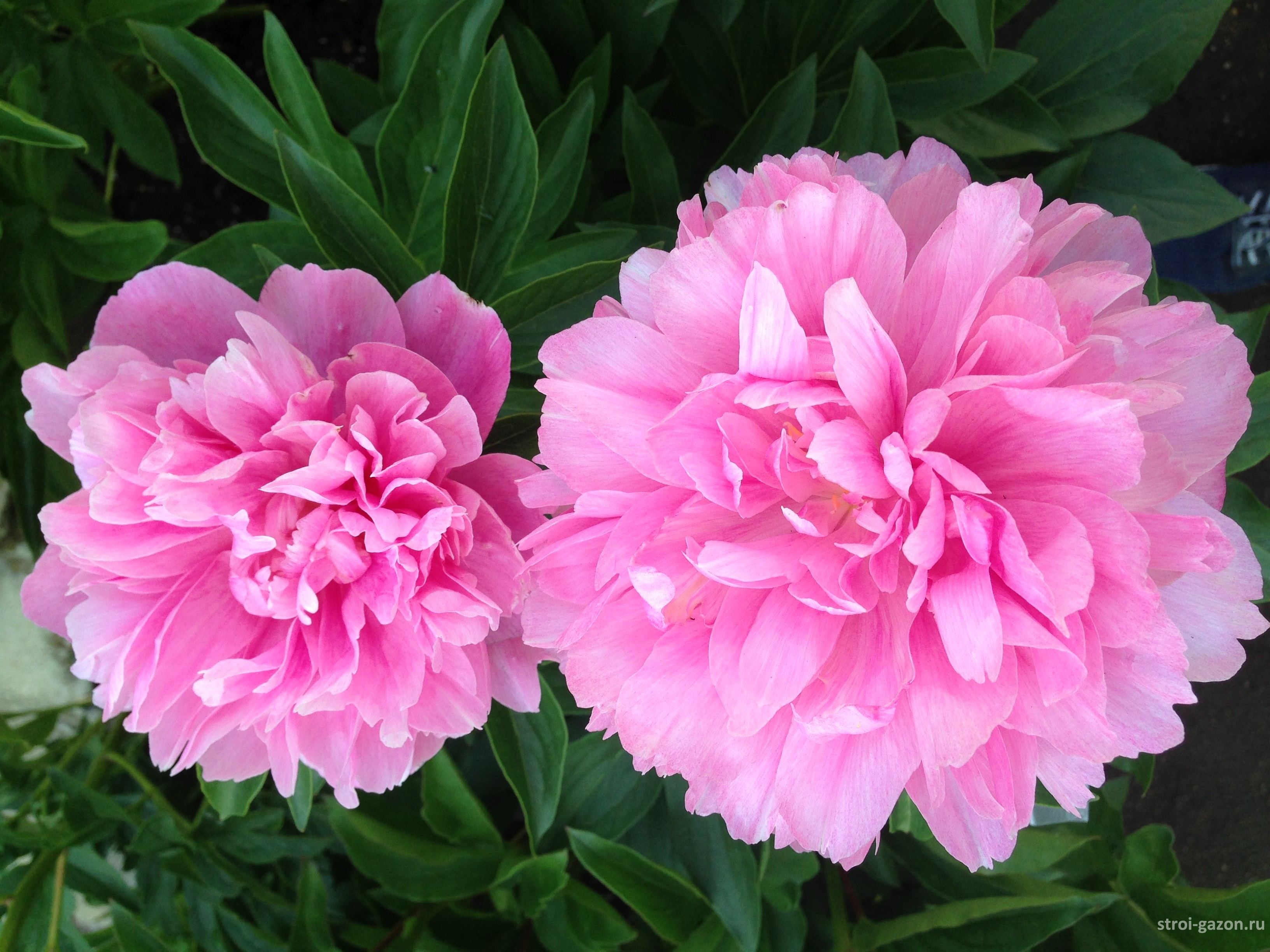 Пион carnation bouquet фото и описание